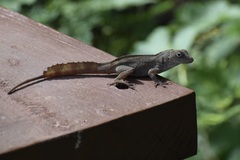 Anolis cristatellus