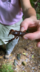 Cambarus asperimanus
