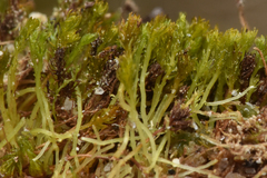 Takakia ceratophylla