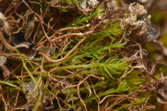 Takakia ceratophylla
