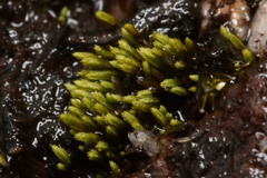 Conostomum tetragonum