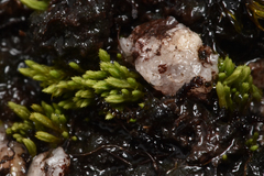 Conostomum tetragonum