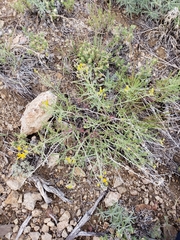 Senecio spartioides granularis