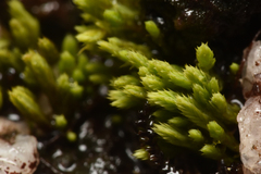 Conostomum tetragonum