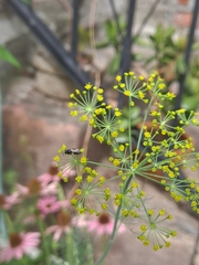 Hylaeus leptocephalus