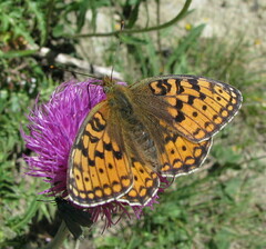 Argynnis niobe