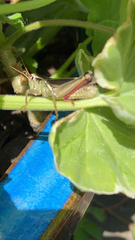 Melanoplus bivittatus