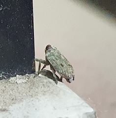 Issus coleoptratus