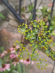 Hylaeus leptocephalus