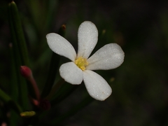 Ricinocarpos pinifolius