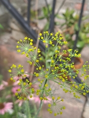 Hylaeus leptocephalus