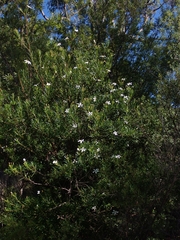 Ricinocarpos pinifolius