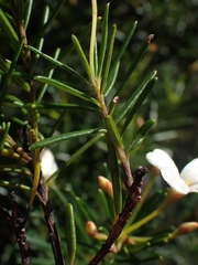 Ricinocarpos pinifolius