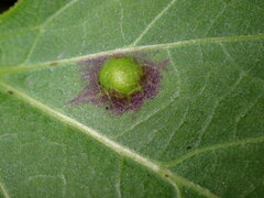 Bactericera antennata