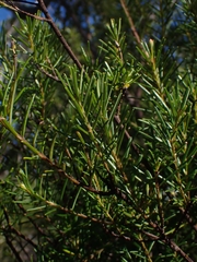 Ricinocarpos pinifolius