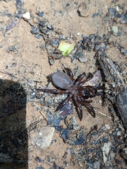 Antrodiaetus unicolor