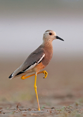 Vanellus leucurus