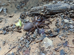 Antrodiaetus unicolor