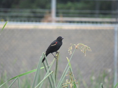 Agelaius phoeniceus caurinus
