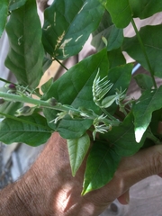 Magnoliopsida