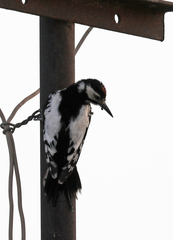 Dendrocopos leucopterus