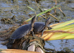 Trachemys stejnegeri