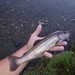 Eagle Lake Rainbow Trout - Photo (c) Drew, some rights reserved (CC BY-NC), uploaded by Drew