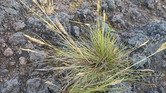 Festuca petraea