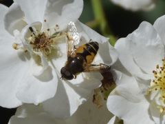 Eristalis horticola