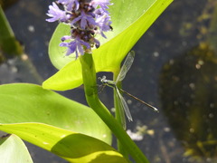 Lestes inaequalis