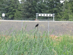 Agelaius phoeniceus caurinus