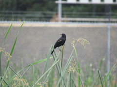 Agelaius phoeniceus caurinus