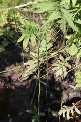 Equisetum fluviatile