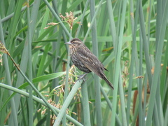 Agelaius phoeniceus caurinus