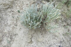 Artemisia longifolia