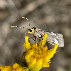 Cisthene liberomacula