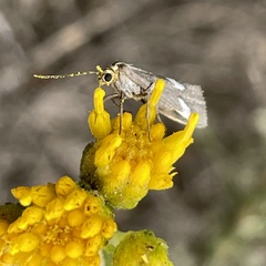 Cisthene liberomacula