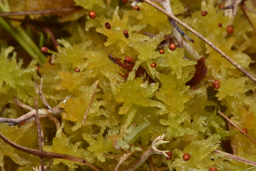 Image of Sphagnum tenellum by no rights reserved