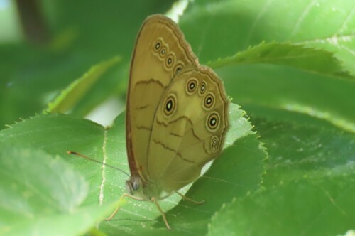 Appalachian Brown photo 6