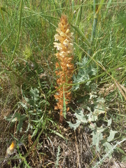 Orobanche amethystea amethystea