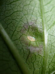 Bactericera antennata