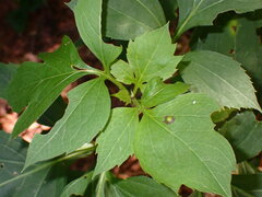 Bactericera antennata