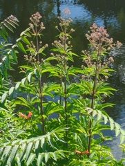 Eutrochium