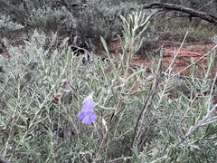 Eremophila bowmanii