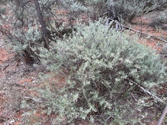 Eremophila bowmanii