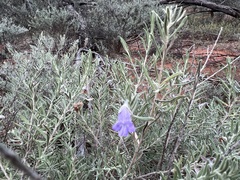 Eremophila bowmanii