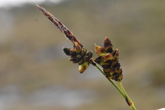 Carex stylosa