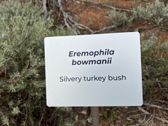 Eremophila bowmanii