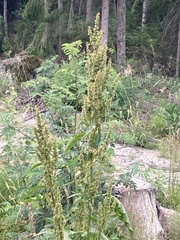 Rumex longifolius