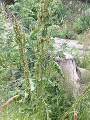Rumex longifolius